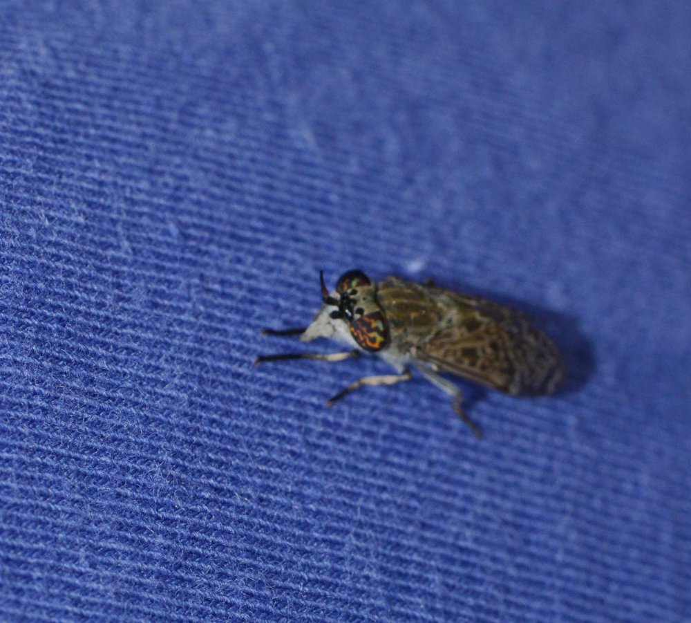 Tabanidae: Haematopota pluvialis